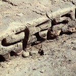 11914893_861361783912097_1568782606319773018_n